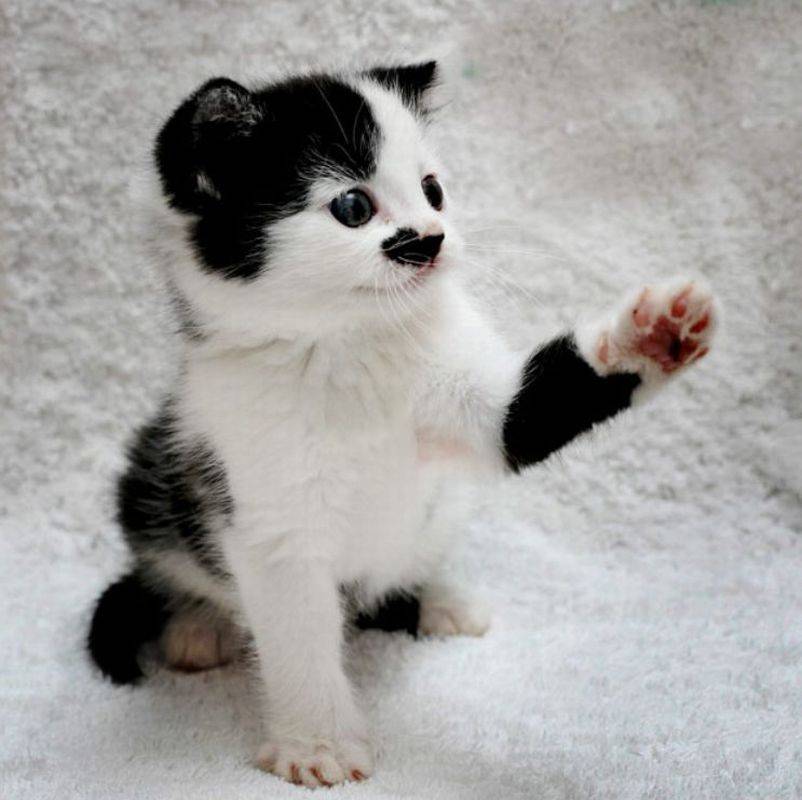 No adoptaban a un gato por su parecido con Hitler 2 No adoptaban a un gato por su parecido con Hitler