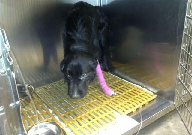 Un desconocido rescata y salva la vida de un perro que se había perdido 1 Un desconocido rescata y salva la vida de un perro que se había perdido 2