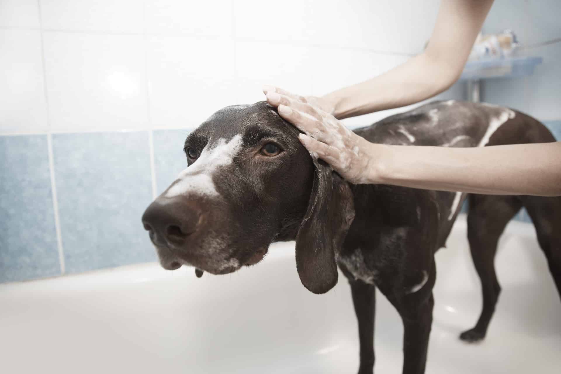 Cómo reconocer el mejor champú para perros 1 Cómo reconocer el mejor champú para perros 2