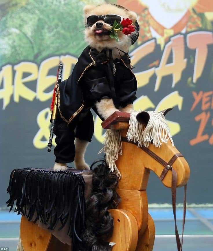 Perro Pomerania disfrazado del Zorro 1 Perro Pomerania disfrazado del Zorro 2