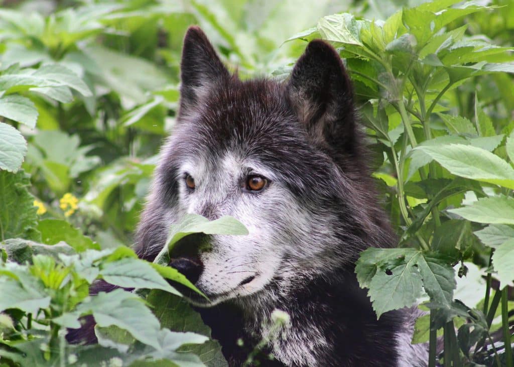 Antiguos mexicanos crearon una raza de perros lobo Antiguos mexicanos crearon una raza de perros lobo 1