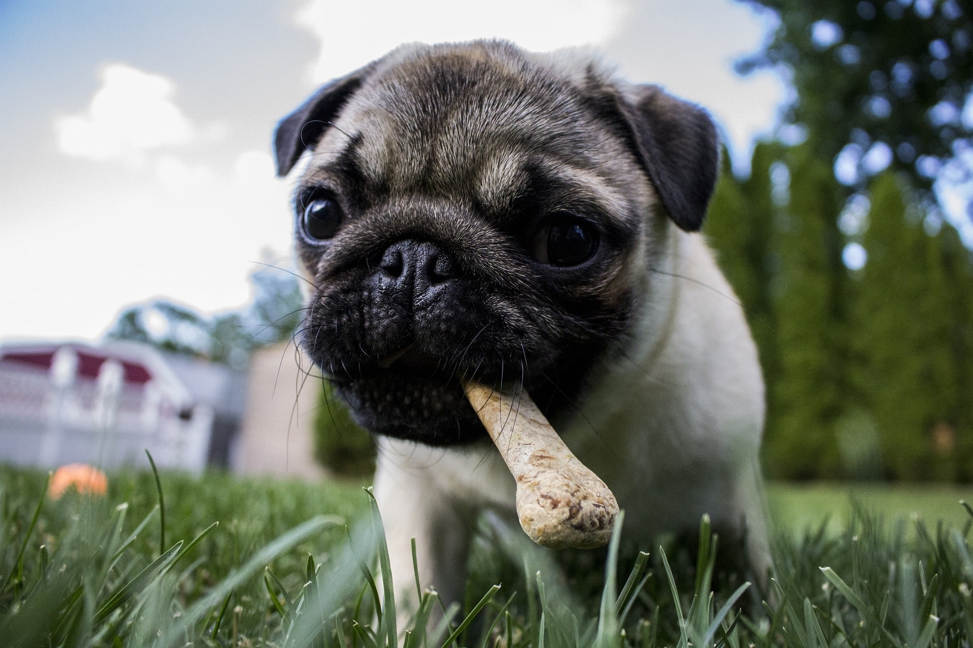Consejos para perros con estómagos sensibles 1 Consejos para perros con estómagos sensibles 2