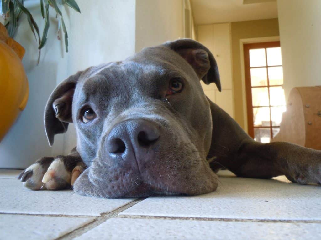Pit-bull salva a una mujer y su hijo de un atraco Pit-bull salva a una mujer y su hijo de un atraco 1