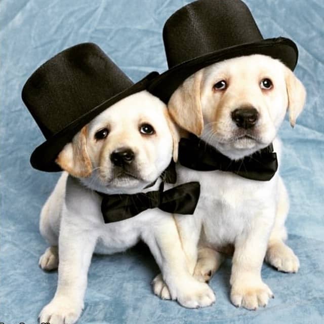 Foto cachorros labrador con sombrero de copa 1 Foto cachorros labrador con sombrero de copa 2