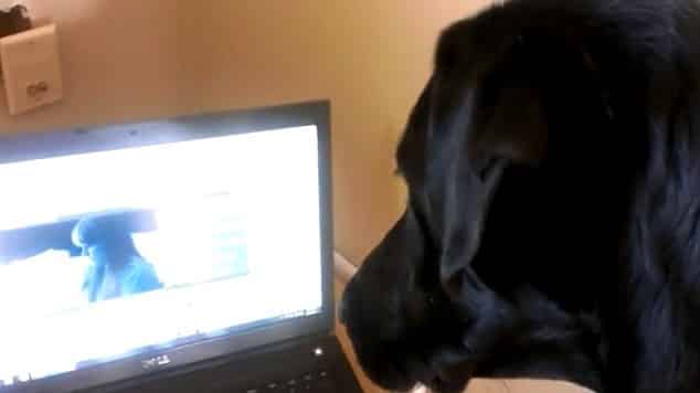 #Video Rev el perro que canta los temas de Adele 1 #Video Rev el perro que canta los temas de Adele 2