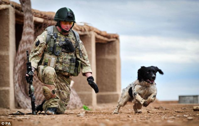 Perro muere de un ataque al corazón tras el fallecimiento de su guía 1 Theo, un perro detector de bombas, muere de un ataque al corazón tras el fallecimiento de su guía