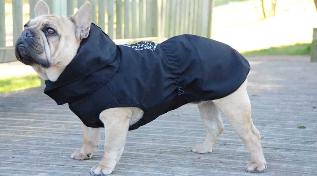 Cómo saber qué talla de chubasquero necesita tu perro 1 Cómo saber qué talla de chubasquero necesita tu perro 2