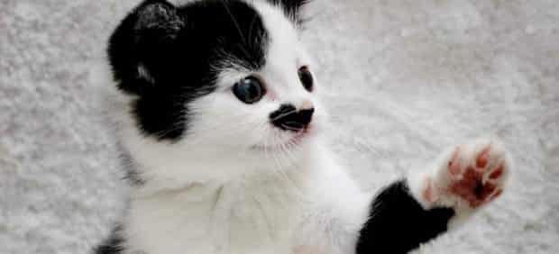 No adoptaban a un gato por su parecido con Hitler 1 No adoptaban a un gato por su parecido con Hitler 2