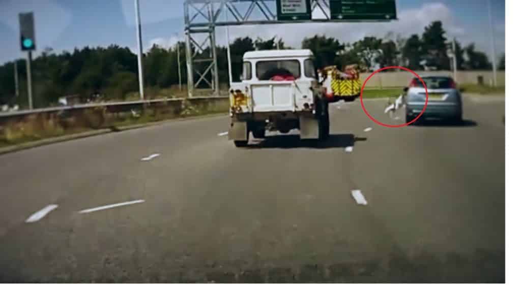 #Video Perro cae de un coche en marcha en una autopista de Reino Unido #Video Perro cae de un coche en marcha en una autopista de Reino Unido 1