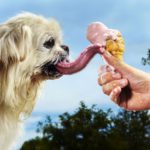 Puggy, el perro con la lengua más larga del mundo 2