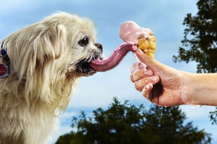 Puggy, el perro con la lengua más larga del mundo 1 Puggy, el perro con la lengua más larga del mundo 2