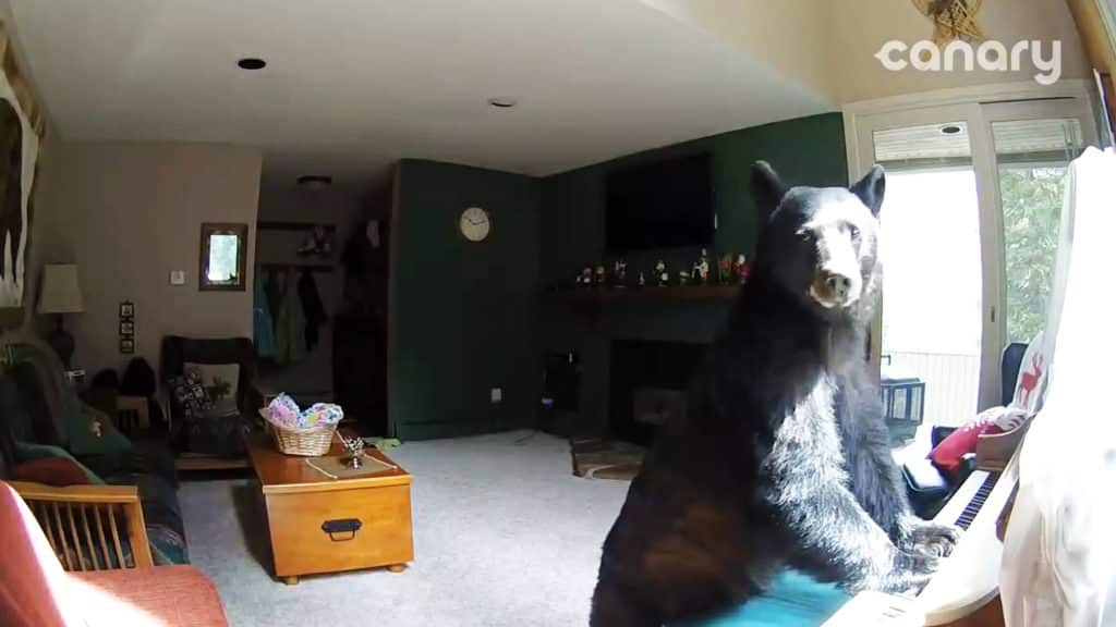 #Video Un oso entra en una casa, toca el piano, roba comida y se va #Video Un oso entra en una casa, toca el piano, roba comida y se va 1