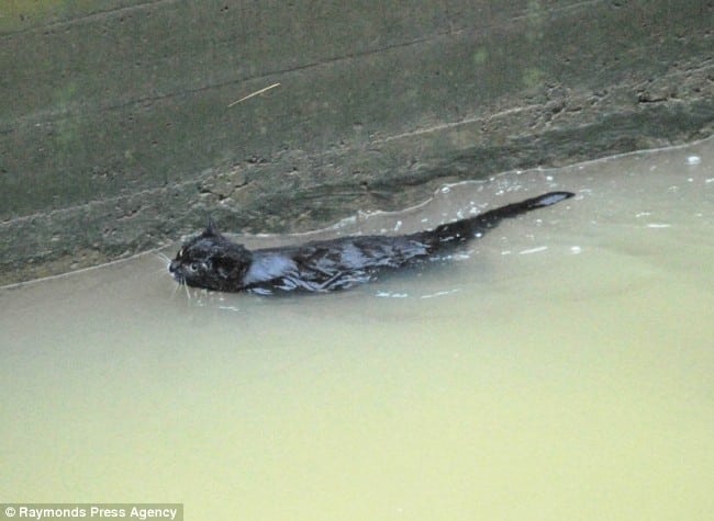 Gato negro se rescata así mismo de un depósito de agua Gato negro se rescata así mismo de un depósito de agua 1