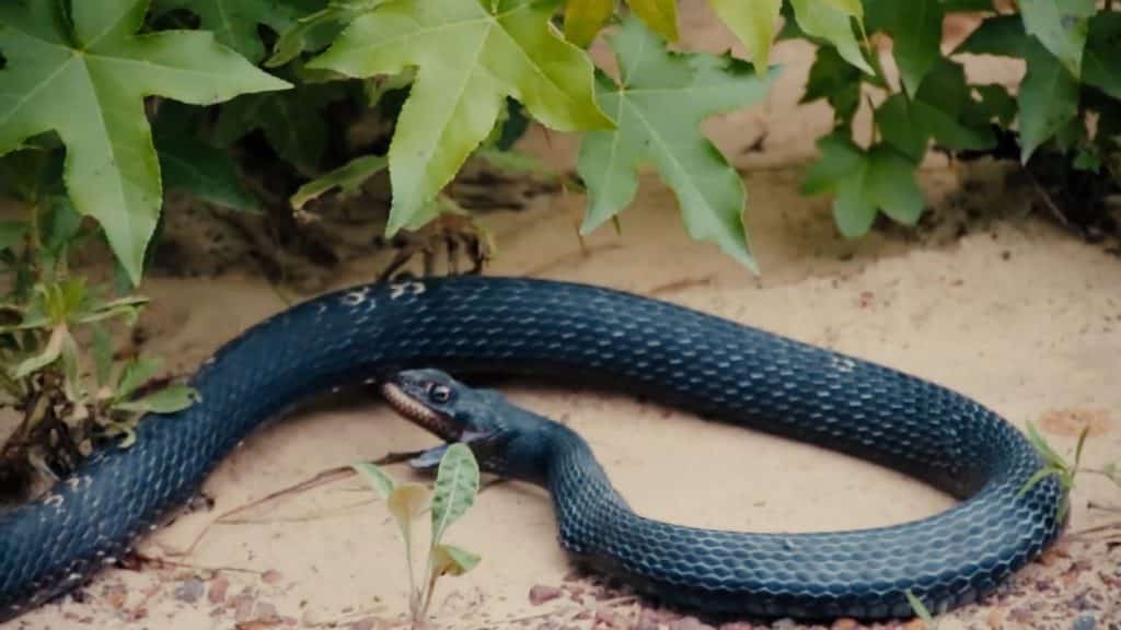 #Video Serpiente vomita a otra serpiente viva 1
