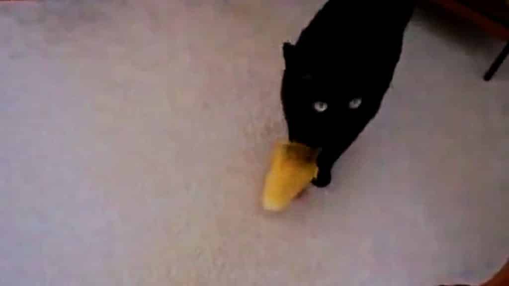 #Video Un pato bebé persigue a un gato negro #Video Un pato bebé persigue a un gato negro 1