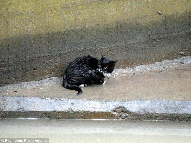 Gato negro se rescata así mismo de un depósito de agua 1 gato-negro-mojado-atrapado-agua-7809188