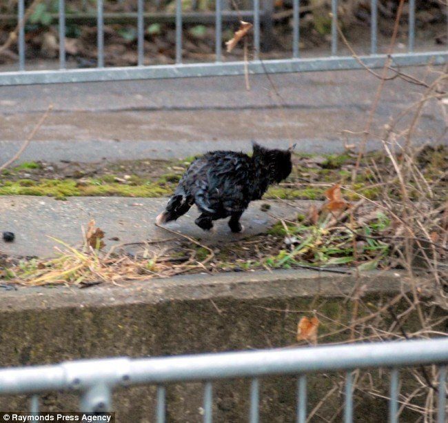 Gato negro se rescata así mismo de un depósito de agua 5 gato-negro-mojado-corriendo-2111563