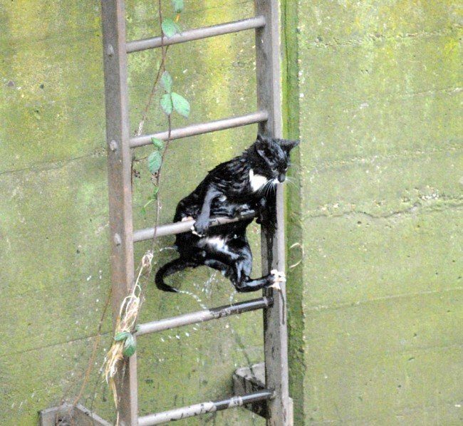 Gato negro se rescata así mismo de un depósito de agua 3 gato-negro-mojado-salvado-escaleras-4993466