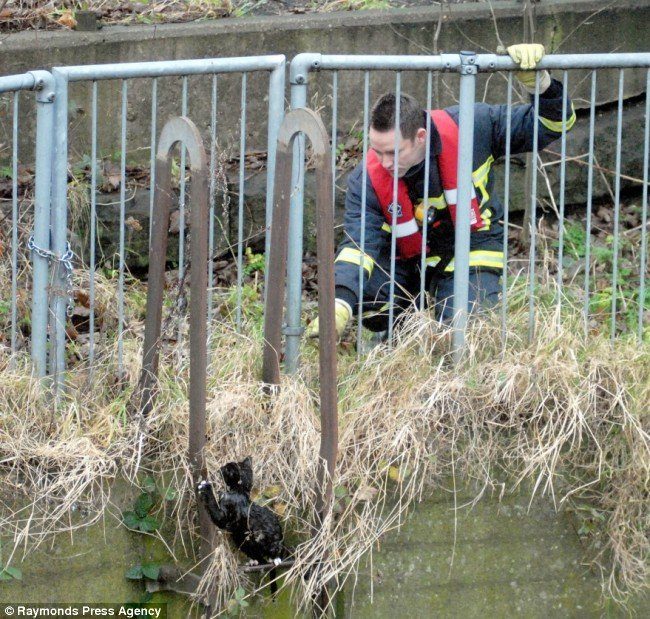 Gato negro se rescata así mismo de un depósito de agua 4 gato-negro-mojado-salvamento-bomberos-4891624