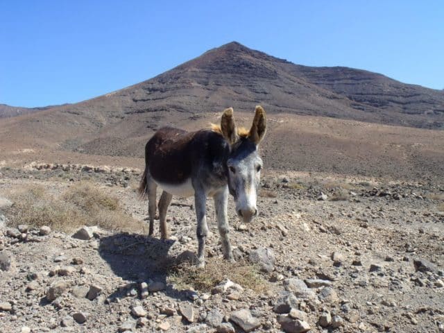 donkey-1141420-e1554804883736-8859949
