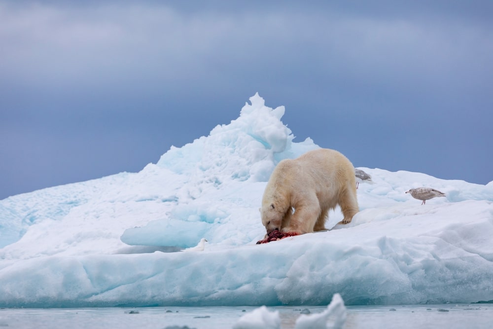 Top 7 Animales Más Letales 9