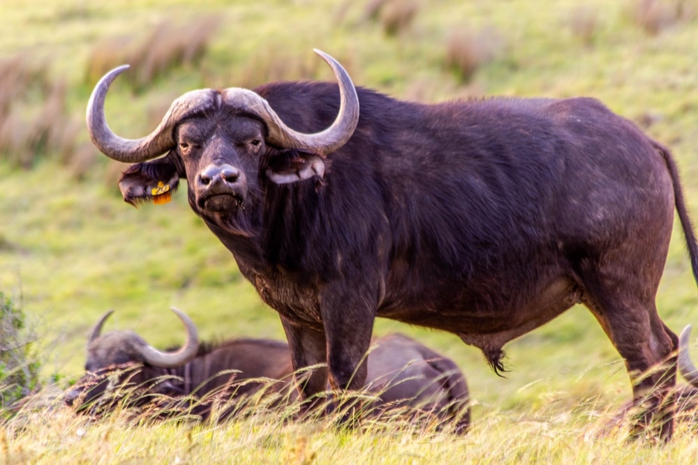 Top 7 Animales Más Letales 10