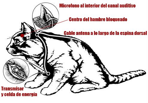 El trágico fin del gatito que fue espía 3