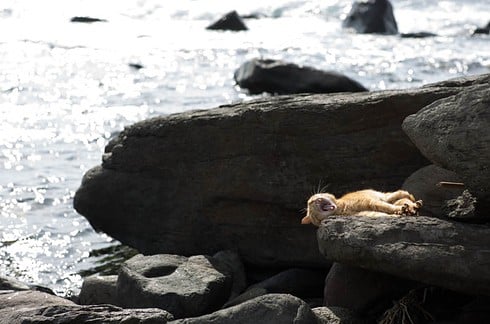 8 destinos perfectos para cualquier amante de los gatos 3