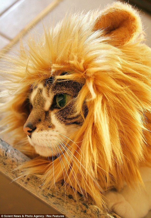 Gorro de leon para gatos