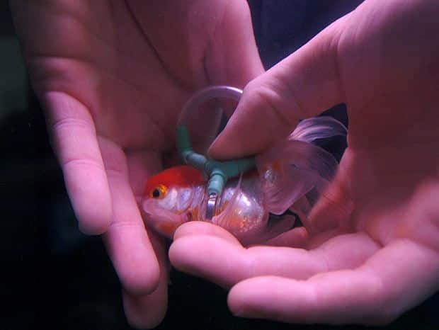 Un chaleco salvavidas para Einstein, el pez de colores que no puede flotar 3