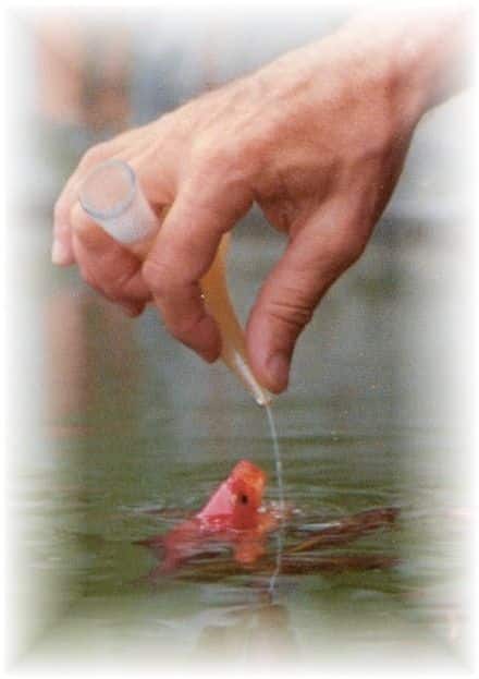 Un chaleco salvavidas para Einstein, el pez de colores que no puede flotar 6