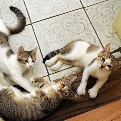 8 destinos perfectos para cualquier amante de los gatos 6