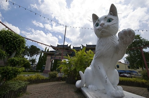 8 destinos perfectos para cualquier amante de los gatos