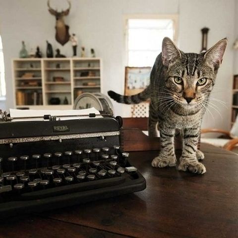 8 destinos perfectos para cualquier amante de los gatos 7