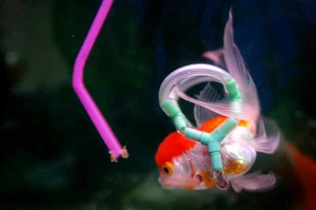 Un chaleco salvavidas para Einstein, el pez de colores que no puede flotar 4