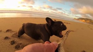 buldog-grabado-con-gopro-desde-palo