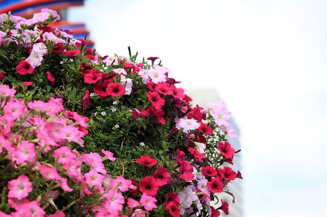 Conoce los beneficios de las flores CBD cbd de flores
