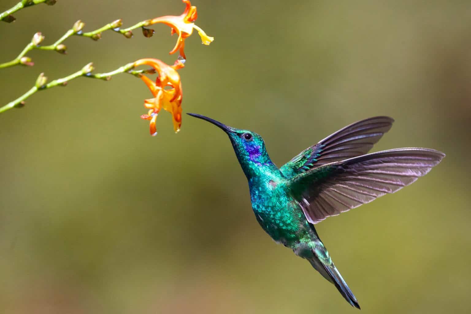 26 noticias curiosas sobre las aves