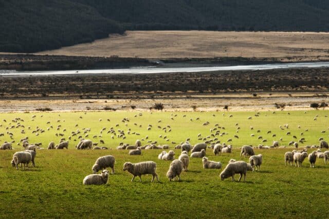 Animales y Naturaleza 2