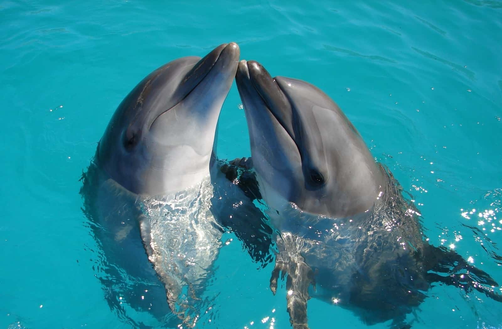 Nado con delfines en Cancún, México