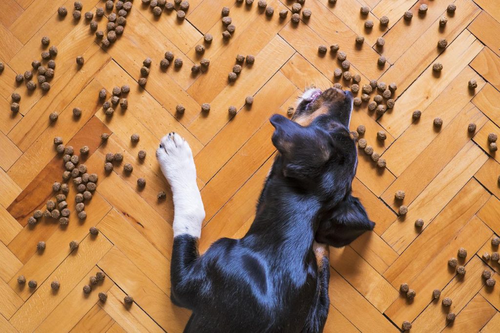 ¿Cómo elegir el alimento adecuado para tu perro adulto?