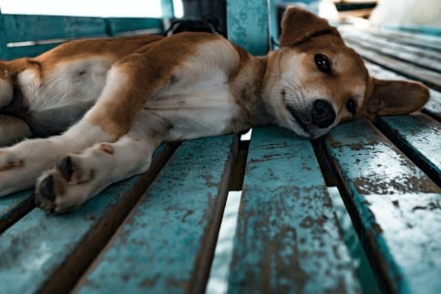 Como Combatir El Parvovirus En Perros