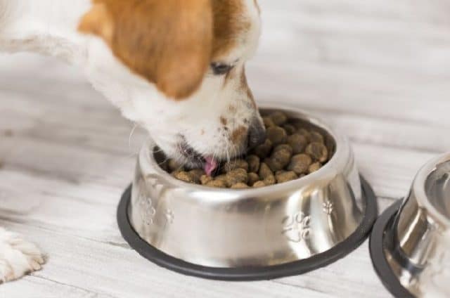 ¿Cómo saber si un pienso es sano para mi perro?