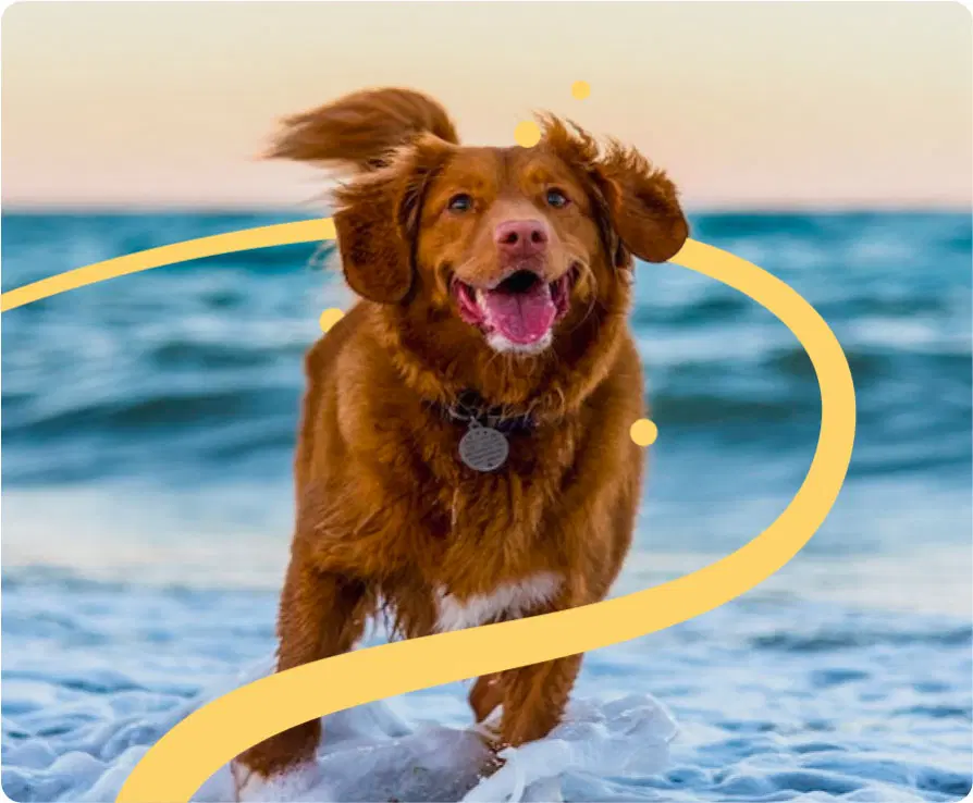 mejor pienso natural para perros