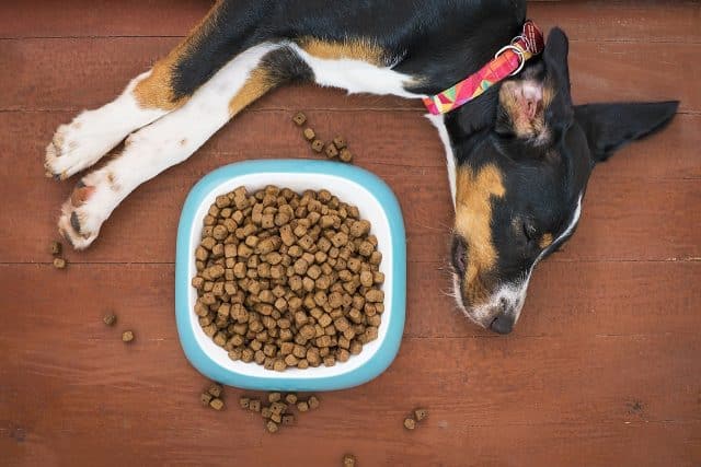 pienso natural para perros
