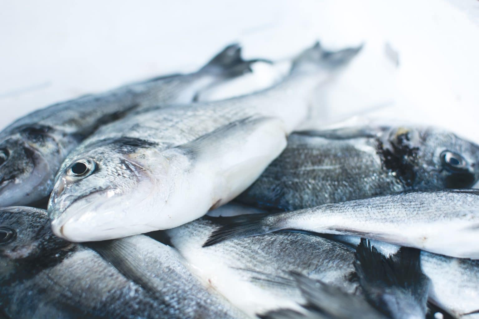 Pescados de Calidad en Sevilla: Cómo Elegir, Almacenar y Preparar el Mejor Pescado 1