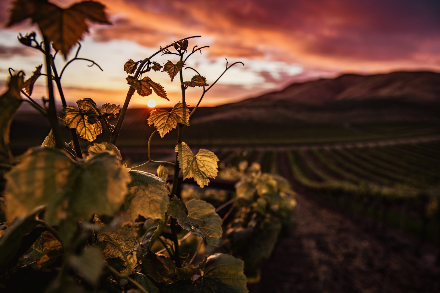 Gruart La Mancha en Valdepeñas: Tradición y Vino Gruart La Mancha en Valdepeñas